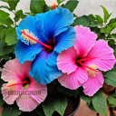 annefleurimont29