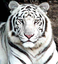 whitetiger